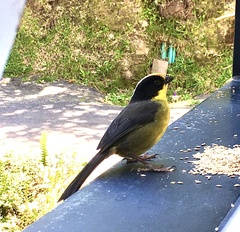 Atlapetes pallidinucha