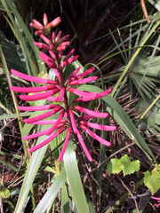Erythrina herbacea image