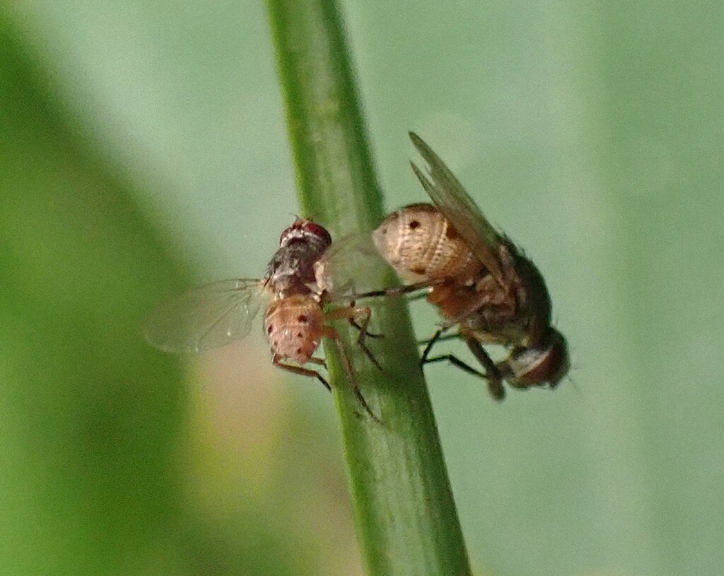 Shoot Flies from Jakkalsbessie, Malelane, South Africa on December 20 ...