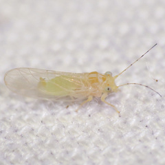 Cacopsylla annulata