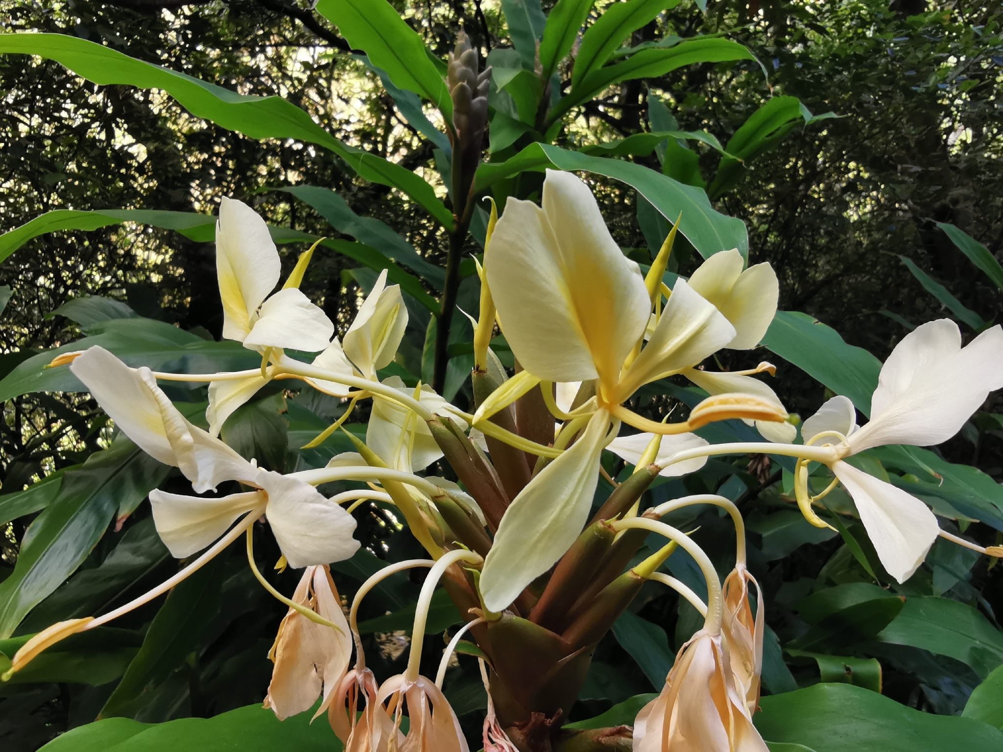 Yellow Ginger (Hedychium flavescens)