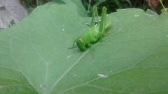 Schistocerca flavofasciata