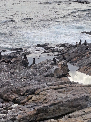 Cape Cormorant (Phalacrocorax capensis), photo 7