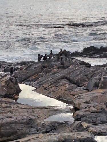 Cape Cormorant (Phalacrocorax capensis), photo 8
