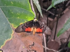 Acraea