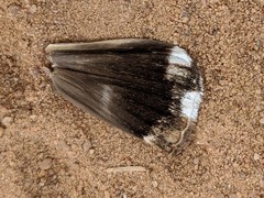 Lepidoptera