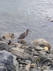 Nycticorax nycticorax obscurus