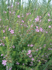 Lythrum alatum alatum