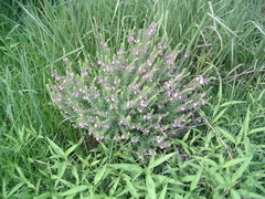 Lythrum alatum alatum