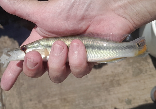 Striped pike cichlid (Crenicichla vittata) — Cichlidae — 2