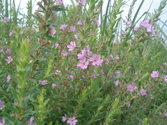 Lythrum alatum alatum