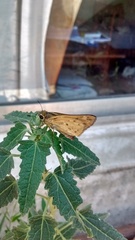 Hylephila phyleus
