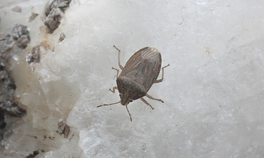 Hypatropis inermis