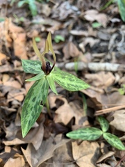 Trillium lancifolium