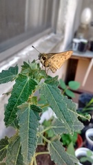 Hylephila phyleus