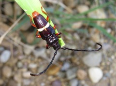 Trachyderes cingulatus