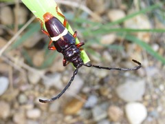 Trachyderes cingulatus