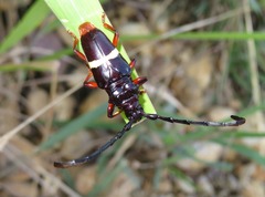 Trachyderes cingulatus