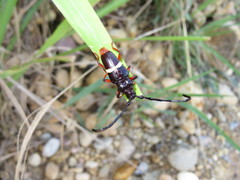 Trachyderes cingulatus