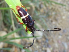 Trachyderes cingulatus