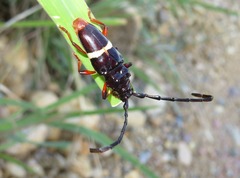 Trachyderes cingulatus