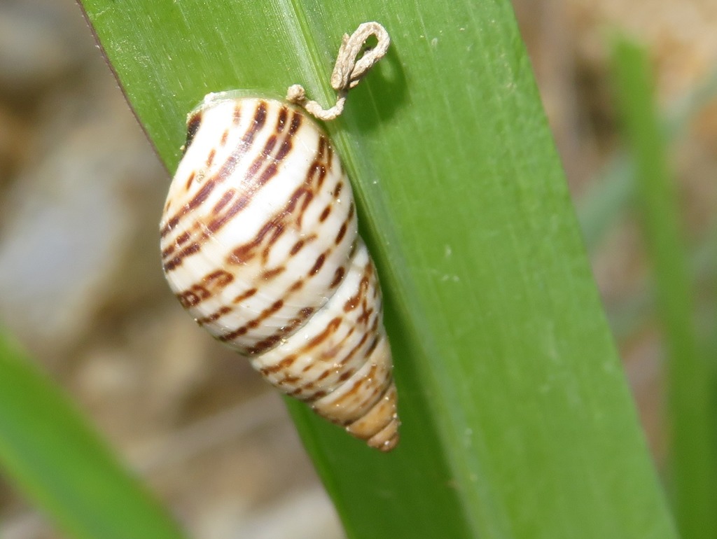 Bostryx pictus