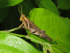 Omalotettix obliquus