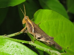 Omalotettix obliquus