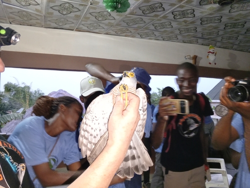 African Goshawk