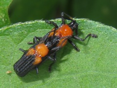 Chalepus cincticollis