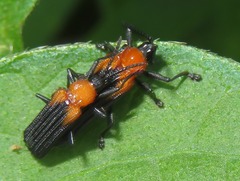 Chalepus cincticollis