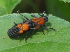 Chalepus cincticollis