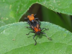 Chalepus cincticollis