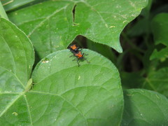 Chalepus cincticollis