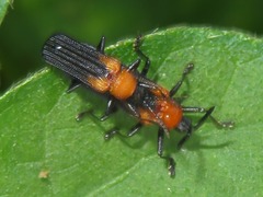 Chalepus cincticollis