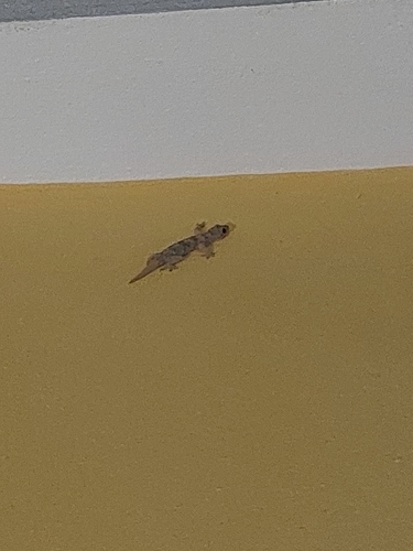 Tropical House Gecko
