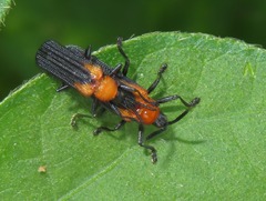 Chalepus cincticollis