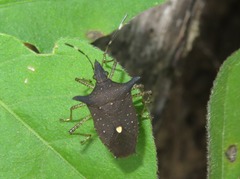 Proxys albopunctulatus