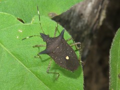 Proxys albopunctulatus