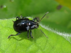 Typophorus nigritus