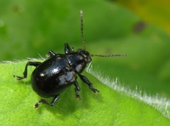 Typophorus nigritus