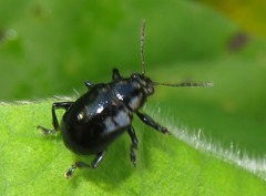 Typophorus nigritus
