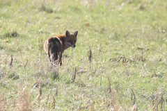 Vulpes vulpes