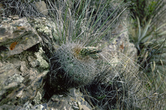 Echinopsis mamillosa