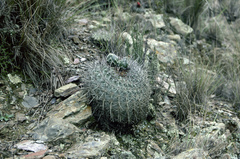 Echinopsis mamillosa