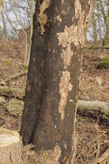Cryptostroma corticale