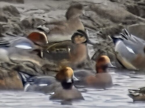 Baikal Teal (Sibirionetta formosa), photo 4