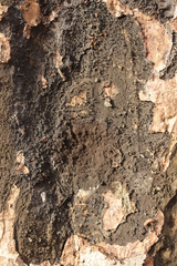 Cryptostroma corticale