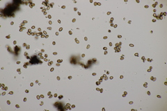 Cryptostroma corticale