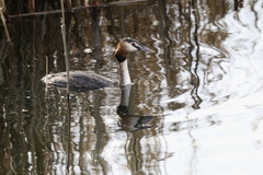 Podiceps cristatus